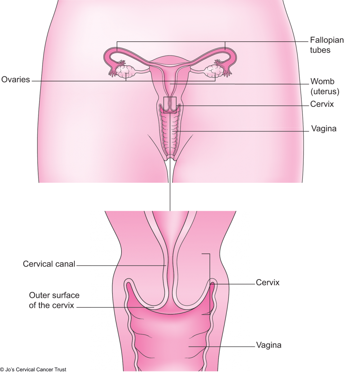 La cervice che mostra la superficie esterna e il canale cervicale