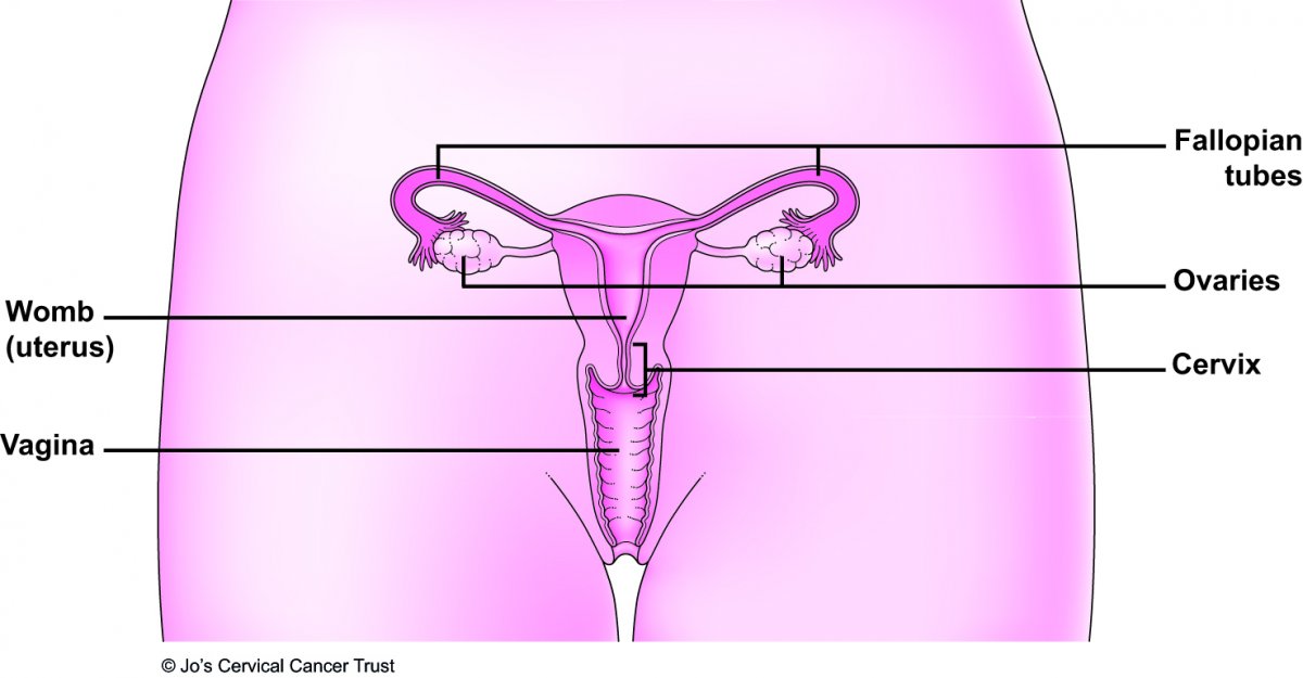 An illustration of the female reproductive system showing the different organs including the cervix.